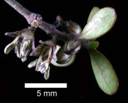 Image: D. Glenny, J. Cruickshank © Landcare Research 2014 
